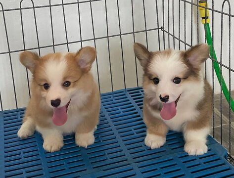 Little Corgi puppy is so adorable with its tiny paws and fluffy tail