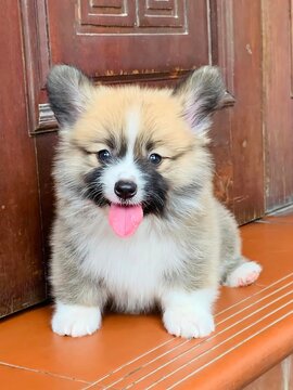 Little Corgi puppy is so adorable with its tiny paws and fluffy tail