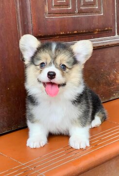 Little Corgi puppy is so adorable with its tiny paws and fluffy tail