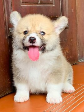 Little Corgi puppy is so adorable with its tiny paws and fluffy tail