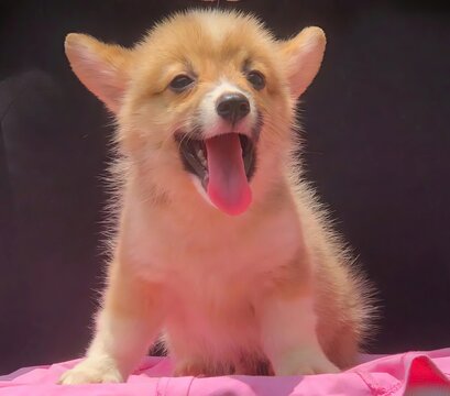 Little Corgi puppy is so adorable with its tiny paws and fluffy tail