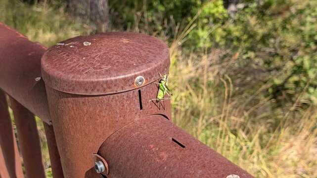Il grillo in estate in montagna