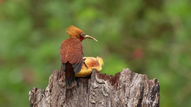 Woodpecker with fruits. Beautiful brown form tropic mountain forest. Chestnut-coloured Woodpecker, Celeus castaneus, brawn bird with red face from Costa Rica. Woodpecker with yellow crest and red face