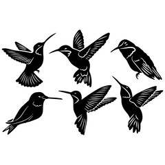 Hand drawn bird collection