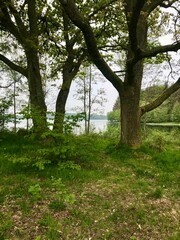 path in the forest, by the lake, old trees