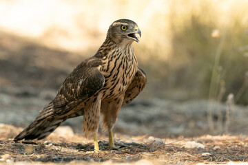 Northern goshawk, Accipiter gentilis, tree, bird, white, hawk, european, adult, male, falcon, eyes, perched, goshawk, portrait, ornithology, northern, falcon, wood, forest, biology, eurasian, predator