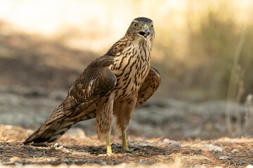 Northern goshawk, Accipiter gentilis, tree, bird, white, hawk, european, adult, male, falcon, eyes, perched, goshawk, portrait, ornithology, northern, falcon, wood, forest, biology, eurasian, predator
