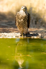 Young male Northern Goshawk at a watering hole in a Mediterranean pine and oak forest in the last light of a summer day