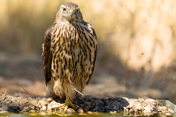 Young male Northern Goshawk at a watering hole in a Mediterranean pine and oak forest in the last light of a summer day