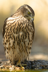 Young male Northern Goshawk at a watering hole in a Mediterranean pine and oak forest in the last light of a summer day