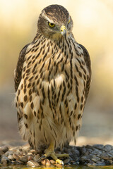 Young male Northern Goshawk at a watering hole in a Mediterranean pine and oak forest in the last light of a summer day
