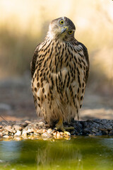 Young male Northern Goshawk at a watering hole in a Mediterranean pine and oak forest in the last light of a summer day