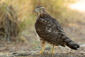 Northern goshawk, Accipiter gentilis, tree, bird, white, hawk, european, adult, male, falcon, eyes, perched, goshawk, portrait, ornithology, northern, falcon, wood, forest, biology, eurasian, predator