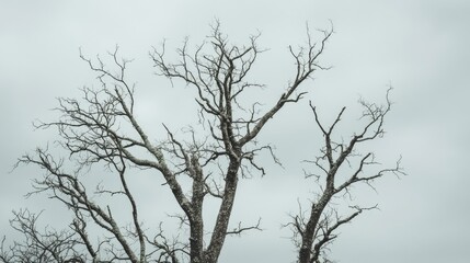 Fototapeta premium Cluster of bare trees with no leaves under a cloudy gray sky, symbolizing the end of the life cycle