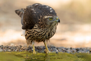 Young male Northern Goshawk at a watering hole in a Mediterranean pine and oak forest in the last light of a summer day