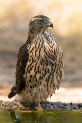 Young male Northern Goshawk at a watering hole in a Mediterranean pine and oak forest in the last light of a summer day