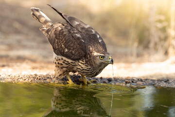 Young male Northern Goshawk at a watering hole in a Mediterranean pine and oak forest in the last light of a summer day