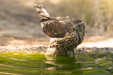 Young male Northern Goshawk at a watering hole in a Mediterranean pine and oak forest in the last light of a summer day