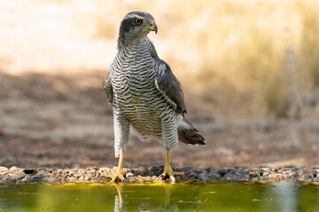 Adult female Northern goshawk at a watering hole in a Mediterranean pine and oak forest in the last...