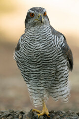 Adult female Northern Goshawk in a Mediterranean pine and oak forest in the last light of a summer day