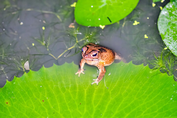 A frog sits on a water lily leaf