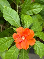 orange hibiscus flower