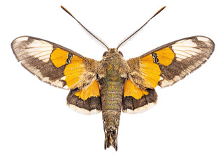 a close up of a moth