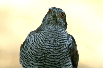 Adult female Northern Goshawk in a Mediterranean pine and oak forest in the last light of a summer day