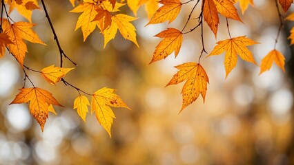 Obraz premium Close-up of vibrant autumn leaves against a blurred background, ideal for nature-themed projects, seasonal promotions, and autumn designs.