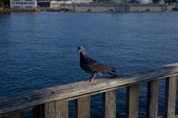 Seaside pigeon