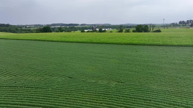 Corn field in tassel in summer in rural Pennsylvania. Aerial rising shot.