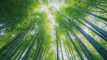 Dense bamboo grove with tall, swaying green trees, their thin leaves rustling softly as a breeze passes through the forest