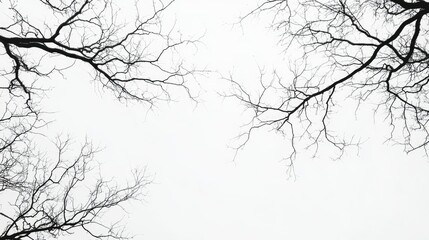 Obraz premium Dense grouping of bare tree branches stretching against a pale gray sky, creating a haunting natural scene