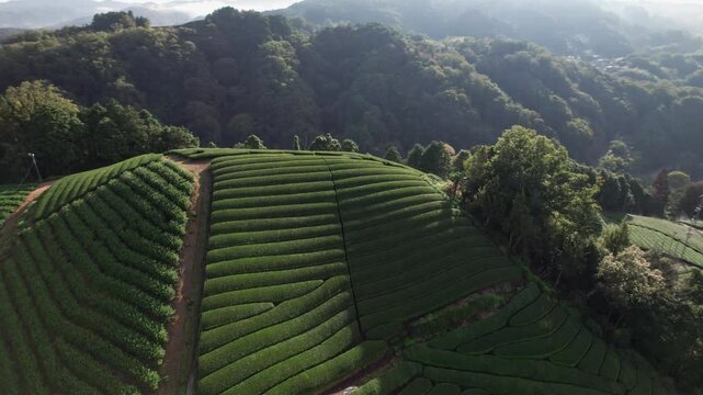 Kyoto Tea Region Aerial Shot, plantations Panoramic Japanese Green Uji Tea Farms