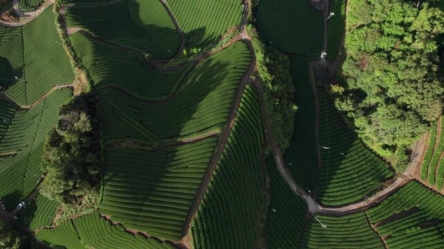 Drone Top down above Kyoto's Scenic Tea Fields Lush Green Terraces Under the Sun