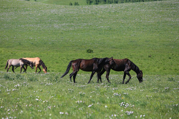horses grazing in a meadow