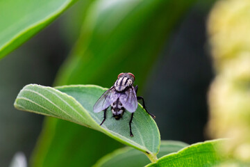 Close up shot of a house fly sitting on a leaf