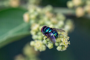 Macro shot of a hairy maggot blow fly