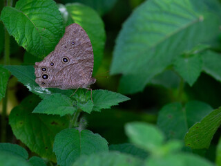 Close up shot of a common evening brown butterfly sitting on a leaf