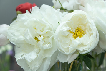 beautiful white peony Miss America flower. Closeup. Blurred background