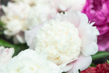 beautiful pink peony Touch of Class flower. Closeup. Blurred background