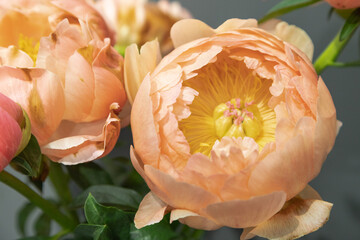 beautiful orange peony Coral Sunset flower. Closeup. Blurred background © zgurski1980