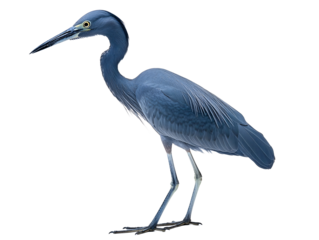 a blue bird with long beak