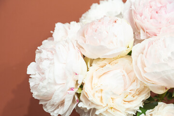 beautiful pink peony Solange flower. Closeup. Blurred background