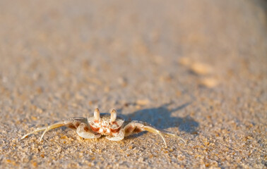 A crab on the beach is running on the white sand. Exotic animals in the resorts of tropical islands. The concept of a beach holiday in the tropics.
