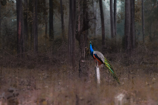 A peacock sitting on branch inside forest, photo from Mudumalai Tiger Reserver, Tamil Nadu 