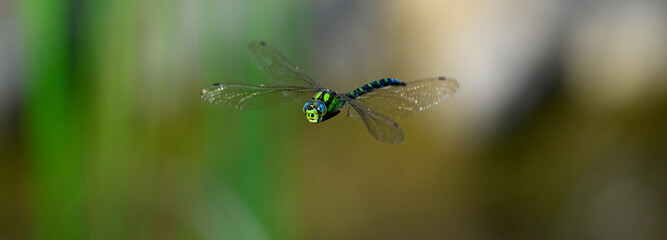 Blaugrüne Mosaikjungfer // Southern hawker, blue hawker (Aeshna cyanea)