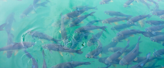 There are many Japanese carp fish swimming in the water. Fish farm. The pond is teeming with a school of large fish.