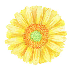 水彩絵の具で手描きした花：正面：黄色いガーベラの花言葉は「究極美」「友情」贈り物として最適
