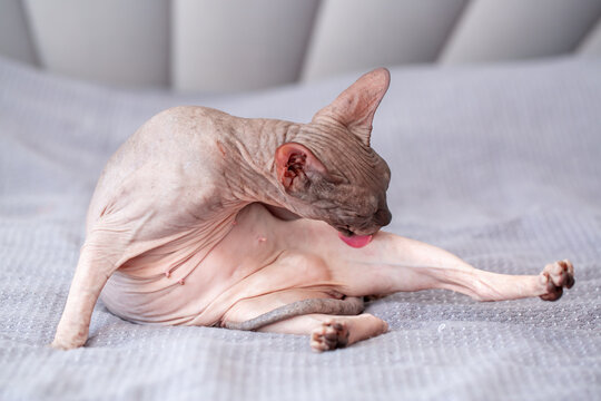 Egyptian sphinx cat licking himself while sitting on the bed. Close-up of a bald cat licking his body.